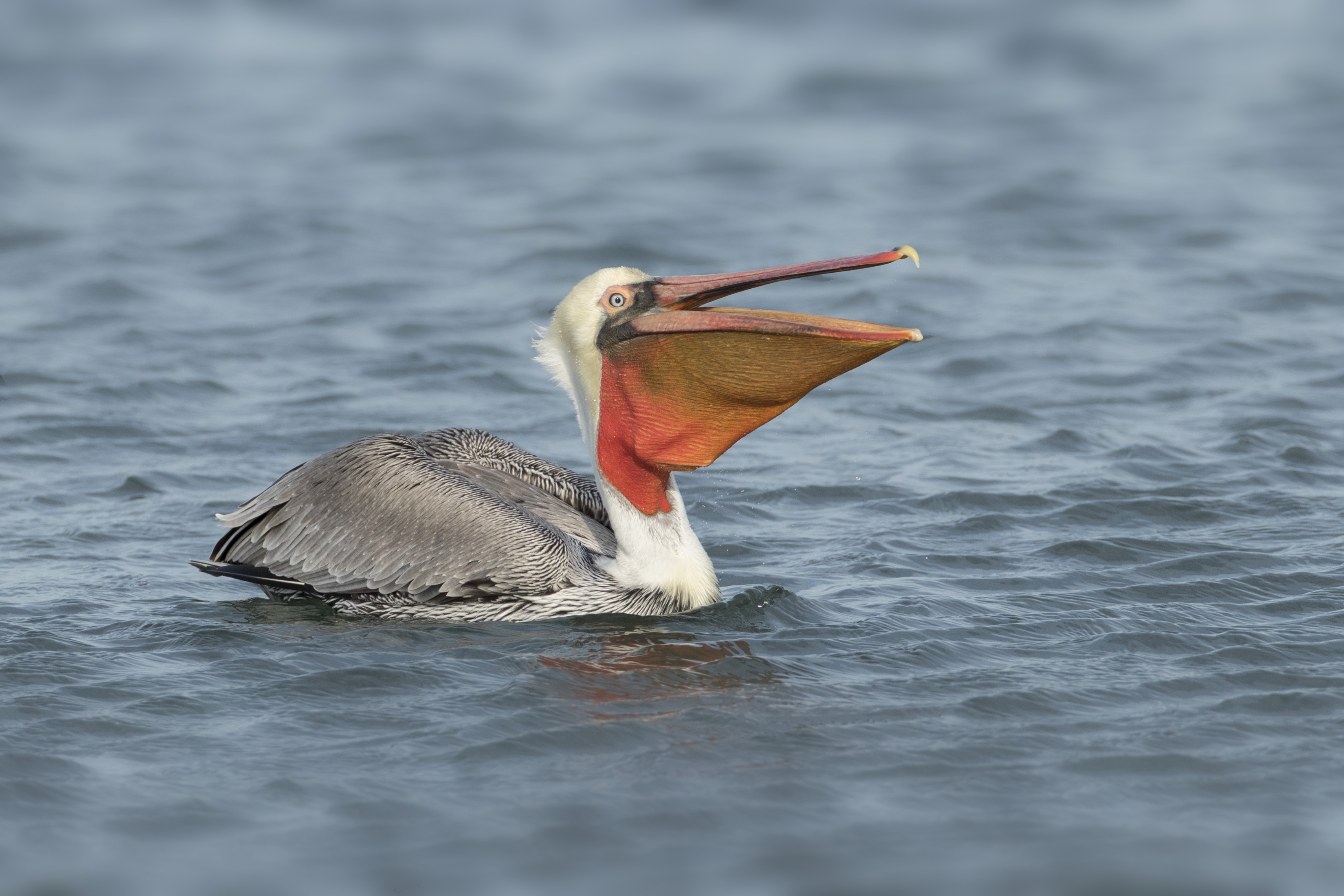 bird of California image 31